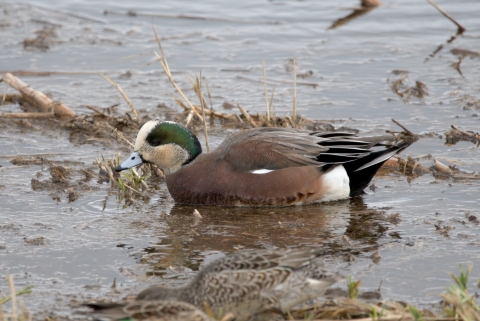 Storm wigeon (American wigeon storm plumage) at Nisqually National Wildlife Refuge