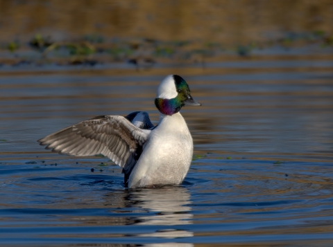 Bufflehead taking a stretch at Ridgefield National Wildlife Refuge. This particular waterfowl bobs for food.