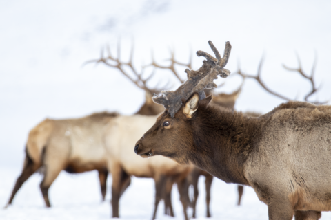 Antlers on this bull elk look a little odd. Herd of elk at the National Elk Refuge.