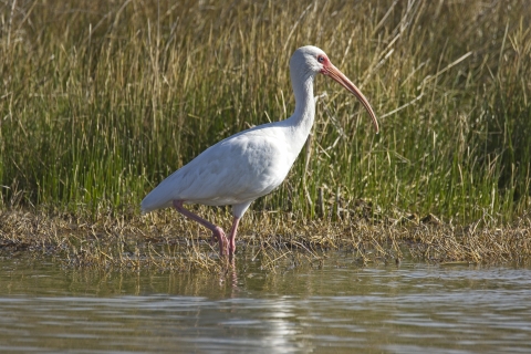 White ibis at Choke Canyon State Park