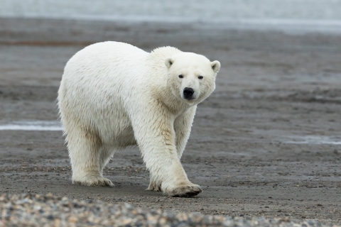 Polar bear taking a stroll at Arctic National Wildlife Refuge