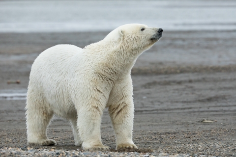 Polar bear at Arctic National Wildlife Refuge. Endangered and/or threatened species