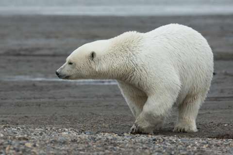 Polar bear on the hunt at Arctic National Wildlife Refuge. Endangered and/or threatend species.