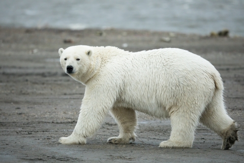 Polar bear walking on beach at Arctic National Wildlife Refuge. Endangered and/or threatened species