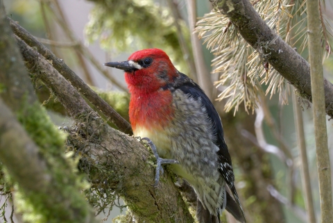 Red-breasted sapsucker at Julia Butler Hansen Refuge for the Columbian White-tailed Deer