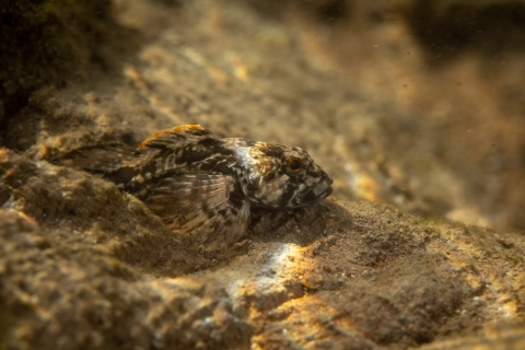 Close up of Checkered Sculpin