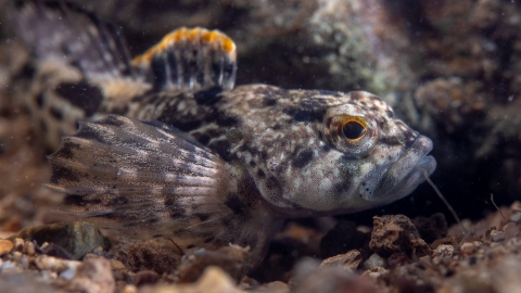 Checkered sculpin hides beside rock