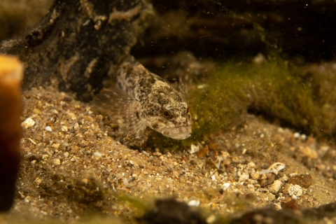 Close up of Checkered Sculpin