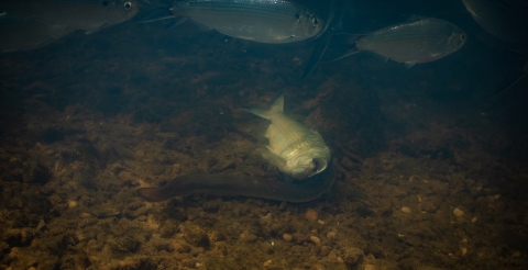 American eel eating a hickory shad