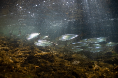 School of alewives