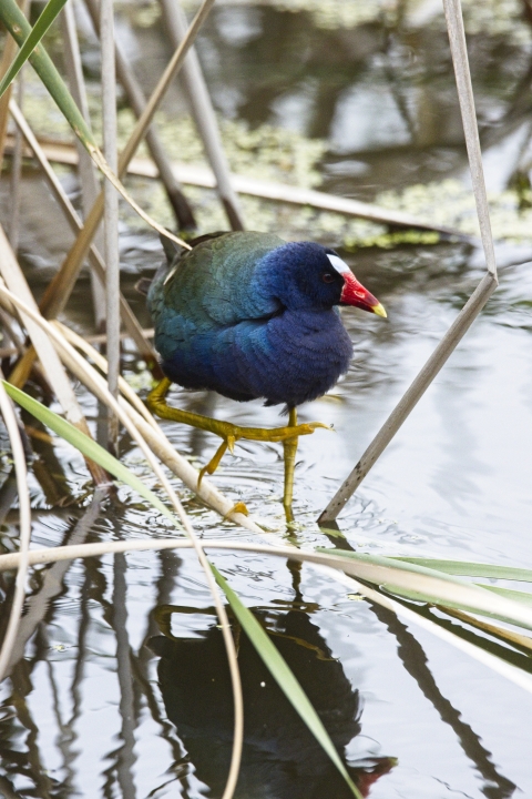 Purple gallinule at Aransas NWR