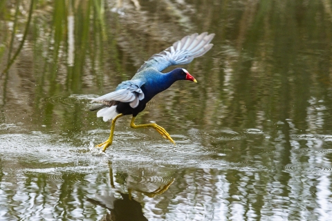Purple gallinule at Aransas NWR