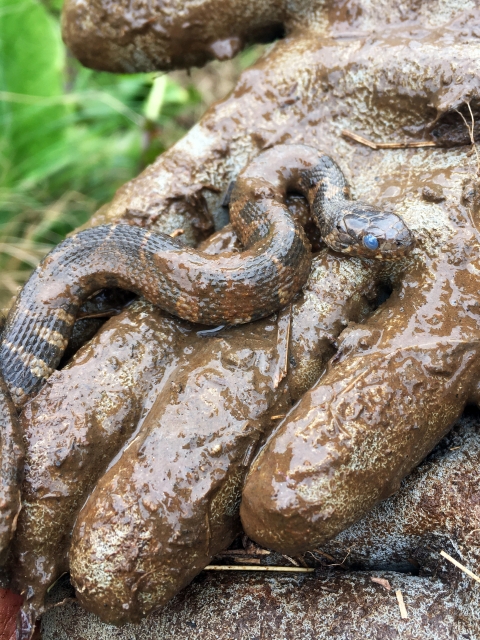 Northern water snake in the muddy, gloved hand of a biologist