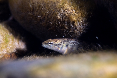 Fantail darter in stream