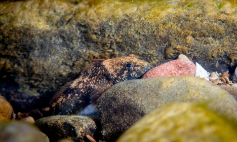 Mottled sculpin in stream