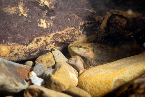 Fantail darter in stream