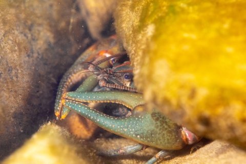 New river crayfish under rock