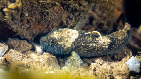 Sculpin near boulder