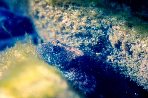 Sculpin beside boulder