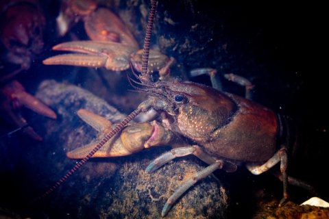 Crayfish on boulder