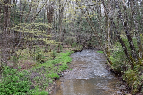 Woodland stream in spring