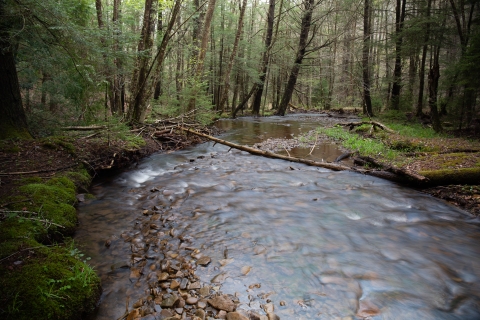 Stream slowly flowing through the woodlands in spring