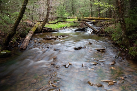 Stream flowing through woodlands in spring