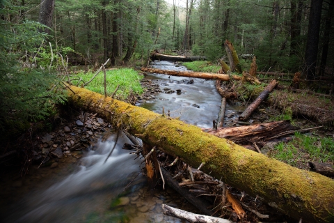 Several trees fell across the stream in the woodlands