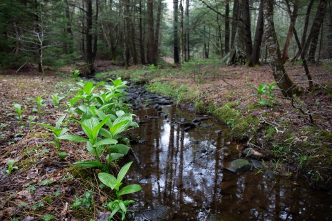 Stream in woodlands in spring