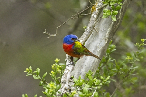 Painted bunting at Guadalupe River State Park