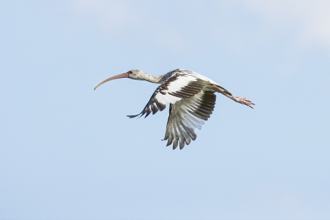 Juvenile white ibis with maturing plumage. Choke Canyon State Park