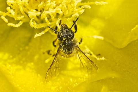 Honeybee on a prickly pear cactus at Helton Nature Park, Floresville