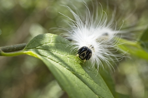Fall webworm caterpillar at Helton Nature Park