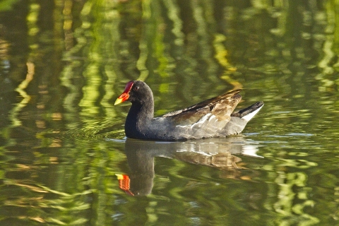 Common gallinule swimming at Choke Canyon State Park