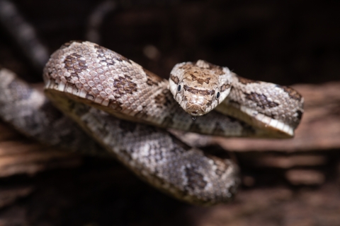 Black snake on the defense. Black snake will mimic venomous snakes by "rattling" their tail.