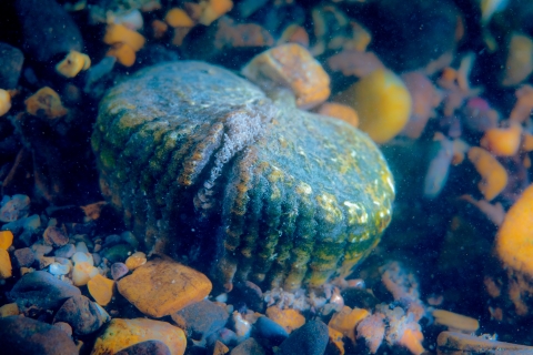 Endangered and/or Threatened species. Freshwater mussel. Clinch River