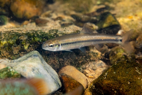 Bluntnose minnow in the Cacapon river
