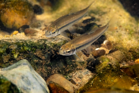 Bluntnose minnow in the Cacapon river