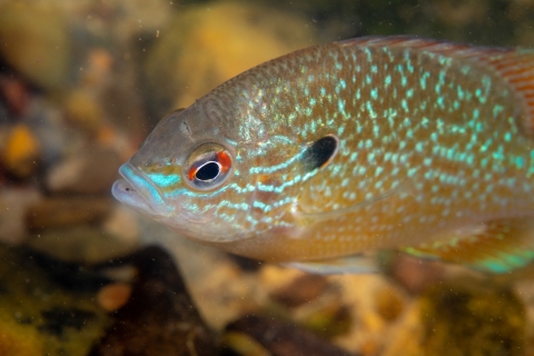 Closeup of longear sunfish