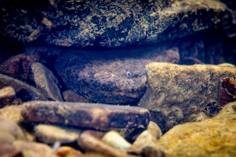 Hellbender hiding under rocks