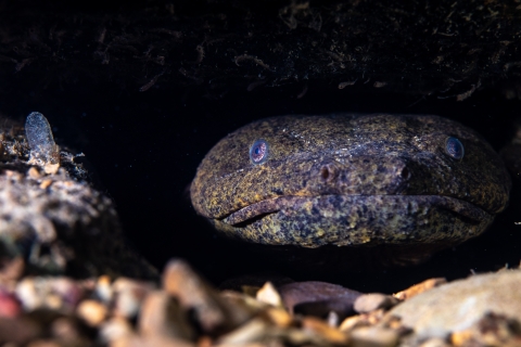 Closeup of Hellbender
