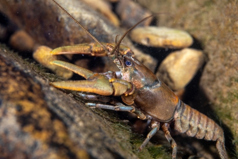 Close up of crayfish