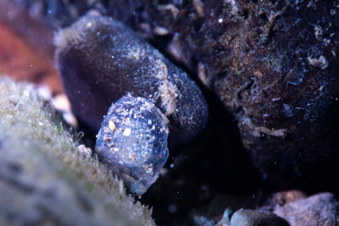 Macroinvertebrate eggs