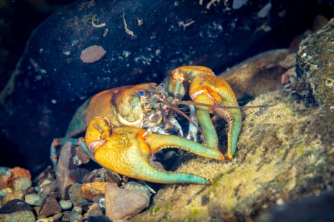 Crayfish resting on bed of rocks