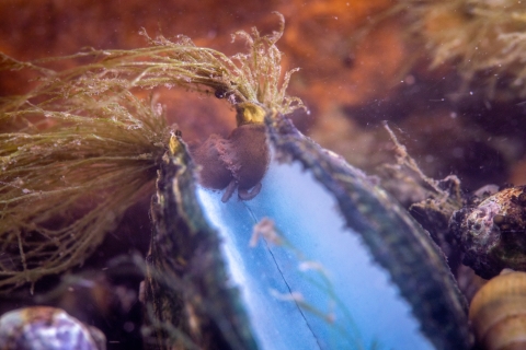 Endangered and/or Threatened species. Freshwater mussel. Located in Clinch River.