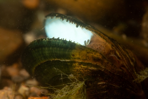 Freshwater mussel. Located in Clinch River. Endangered and/or Threatened species.