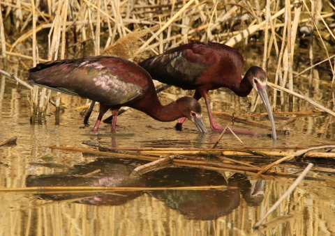 A pair of white-faced ibis foraging for food at the Bear River Migratory Bird Refuge