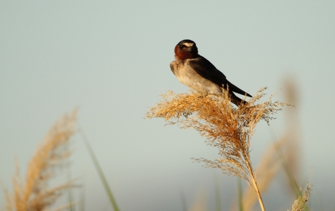 Clliff Swallow at Bear River Migratory Bird Refuge