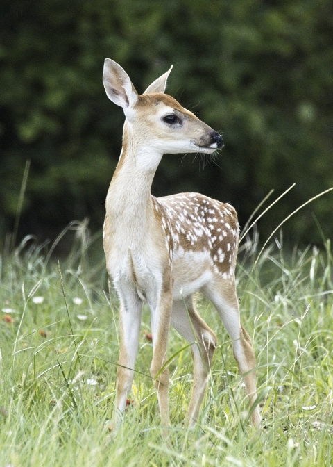 White-tailed deer fawn at Aransas NWR