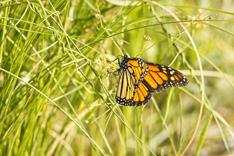 Monarch butterfly at Aransas NWR